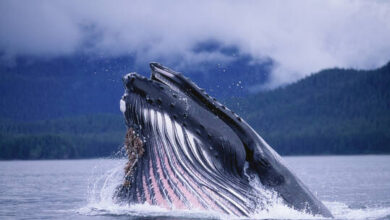 علماء يعلنون عن نجاحهم في "التحدث" مع حوت أحدب