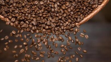 بعد تجارب 40 سنة.. نجاح زراعة البن لأول مرة في مصر