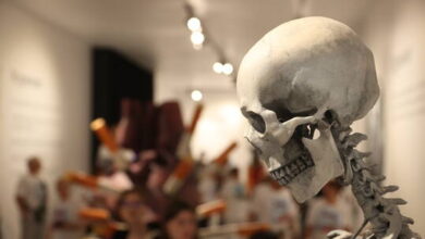 عالم آثار مصري شهير يطالب بإغلاق متحف إنجليزي "عرض جماجم مصرية أثرية للبيع"