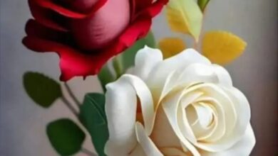 حنين الصايغ تكتب :بما كنت أخبّئك من الحزن