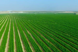 مد إيقاف العمل بـ«ضريبة الأطيان الزراعية