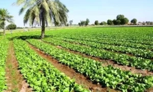 مد إيقاف العمل بـ«ضريبة الأطيان الزراعية