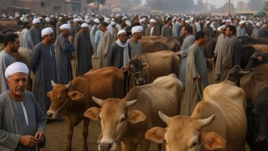 تباين ملحوظ في أسعار اللحوم بالأسواق المصرية اليوم مع اقتراب عيد الأضحى