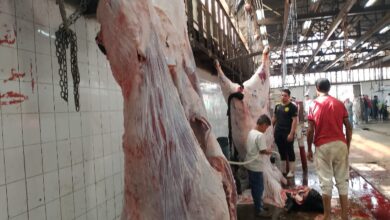 "الزراعة": ذبح أكثر من 20 ألف أضحية بالمجازر الحكومية خلال أول يومين لعيد الأضحى المبارك 