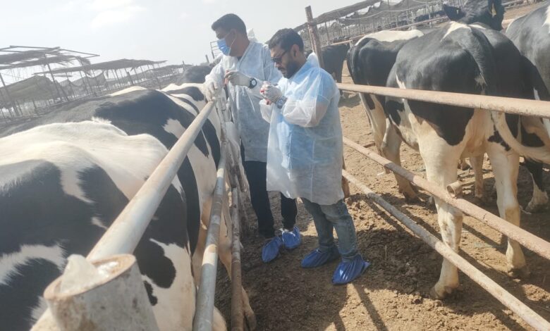 الزراعة" تكثف جهود حماية الثروة الحيوانية بقوافل علاجية وحملات التقصٍي الوبائي والتحصين