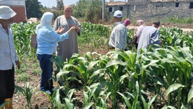 "البحوث الزراعية" ينفذ 1750 نشاطاً