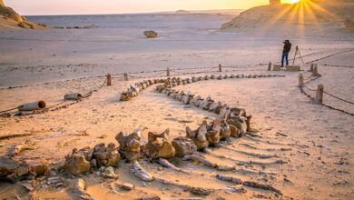 منال عوض: الفيوم تقدم نموذجًا حيًا للتنوع البيولوجي الفريد