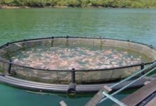 جهاز تنمية البحيرات يواصل حصاد مزرعة المنزلة السمكية بإنتاج 42 طنًا من الأسماك