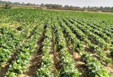 بحوث الصحراء يعلن نجاح زراعة فول الصويا لأول مرة بالوادي الجديد