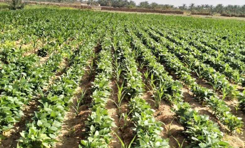 بحوث الصحراء يعلن نجاح زراعة فول الصويا لأول مرة بالوادي الجديد