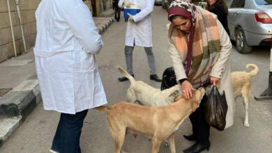 بيطري المنيا: تحصين الكلاب الحرة ضد السعار بعدة مناطق حيوية بالمحافظة