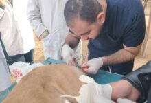 بيطري المنيا: استمرار حملات تحصين وتعقيم الكلاب الحرة