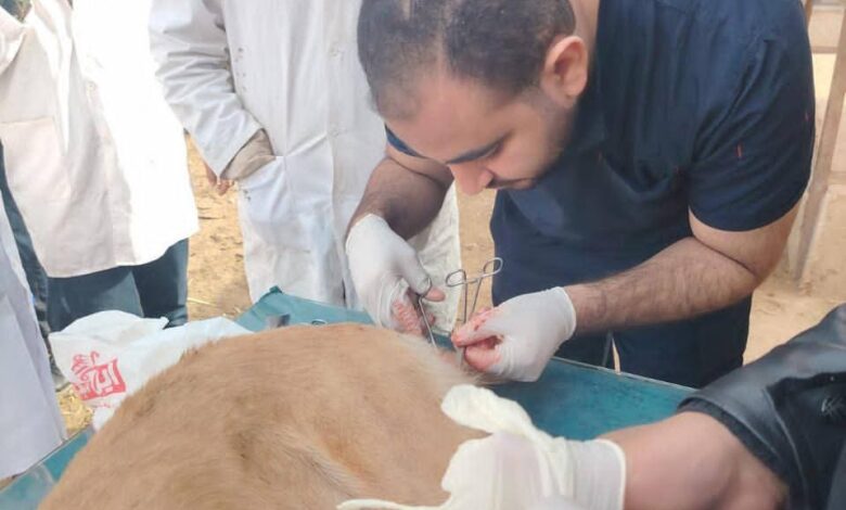بيطري المنيا: استمرار حملات تحصين وتعقيم الكلاب الحرة