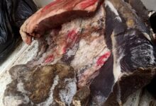 بيطرى المنيا يصادر221 كجم لحوم غير صالحة ومذبوحة خارج المجازر