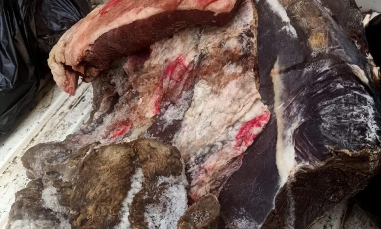 بيطرى المنيا يصادر221 كجم لحوم غير صالحة ومذبوحة خارج المجازر