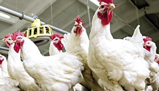 استقرار نسبي في أسعار الدواجن اليوم الأحد