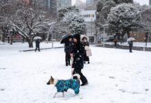 ارتفاع حصيلة ضحايا العواصف الثلجية في اليابان إلى 46 قتيلاً و558 مصاباً