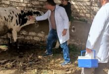 محافظ المنيا يعلن تحصين 86 ألفًا و303 رؤوس ماشية  ضد الحمى القلاعية