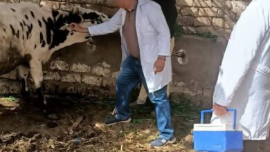 محافظ المنيا يعلن تحصين 86 ألفًا و303 رؤوس ماشية  ضد الحمى القلاعية