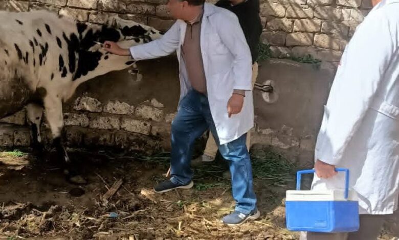 محافظ المنيا يعلن تحصين 86 ألفًا و303 رؤوس ماشية  ضد الحمى القلاعية