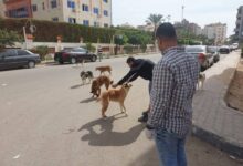 نحو مصر خالية من السعار: ضبط وتعقيم 10 من الكلاب الضالة بالغردقة