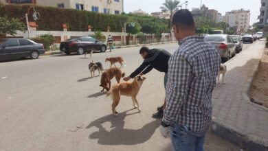 نحو مصر خالية من السعار: ضبط وتعقيم 10 من الكلاب الضالة بالغردقة