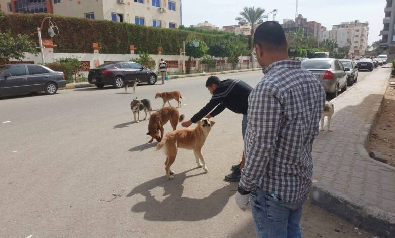 نحو مصر خالية من السعار: ضبط وتعقيم 10 من الكلاب الضالة بالغردقة