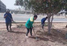مرسى علم تتجمل.. قص وتهذيب الأشجار وتطوير الممشى السياحي