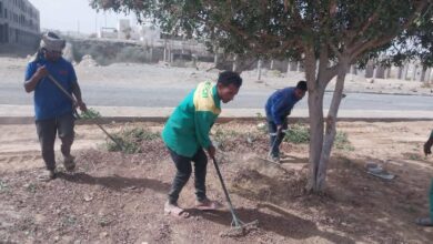 مرسى علم تتجمل.. قص وتهذيب الأشجار وتطوير الممشى السياحي