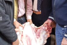 تموين المنيا: تحرير 205 مخالفات وضبط سلع مدعمة قبل تسريبها للسوق السوداء