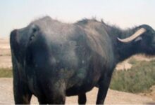 حبس جزار بملوي 3 سنوات لقيامه بذبح وبيع لحوم جاموسة نافقة