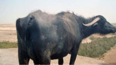 حبس جزار بملوي 3 سنوات لقيامه بذبح وبيع لحوم جاموسة نافقة