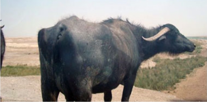 حبس جزار بملوي 3 سنوات لقيامه بذبح وبيع لحوم جاموسة نافقة