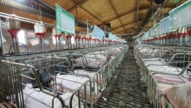 كوريا الجنوبية تسجل 3 إصابات جديدة بحمى الخنازير الإفريقية.. والإجمالي يرتفع إلى 14 حالة