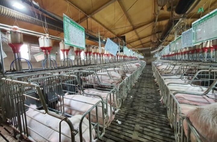 كوريا الجنوبية تسجل 3 إصابات جديدة بحمى الخنازير الإفريقية.. والإجمالي يرتفع إلى 14 حالة