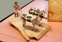 «الزراعة» تصرف 297 مليون جنيه تمويلاً جديداً للمشروع القومي للبتلو وافق مجلس إدارة