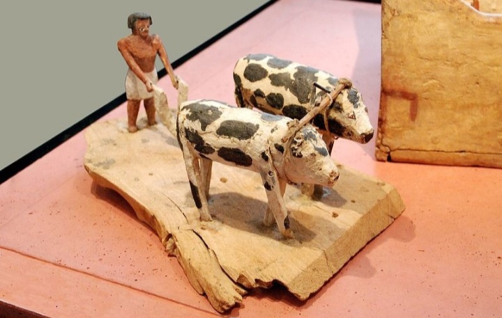 «الزراعة» تصرف 297 مليون جنيه تمويلاً جديداً للمشروع القومي للبتلو وافق مجلس إدارة