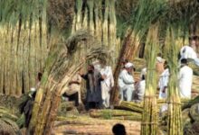 توريد 2.49 مليون طن قصب لمصانع شركة السكر والصناعات التكاملية خلال موسم 2025/2026