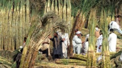 توريد 2.49 مليون طن قصب لمصانع شركة السكر والصناعات التكاملية خلال موسم 2025/2026