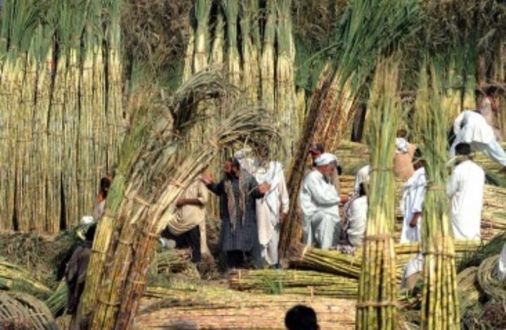 توريد 2.49 مليون طن قصب لمصانع شركة السكر والصناعات التكاملية خلال موسم 2025/2026