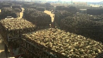 توريد أكثر من 62 ألف طن بنجر السكر ببنى سويف لمصنعى الفيوم والمنيا