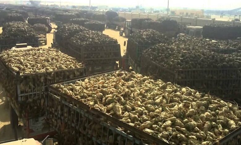 توريد أكثر من 62 ألف طن بنجر السكر ببنى سويف لمصنعى الفيوم والمنيا