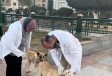 بيطري المنيا يواصل تنفيذ الحملة القومية لمكافحة السعار