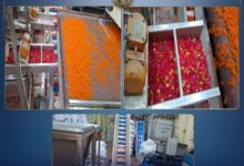 ضبط مصنع مقرمشات غير مرخص بأكتوبر بحوزته أكثر من 26 طن مواد غذائية مجهولة المصدر