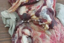 محافظ أسيوط ضبط لحوم فاسدة وتحرير 210 محاضر تموينية خلال حملات تموينية مكثفة