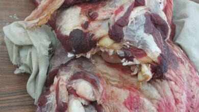 محافظ أسيوط ضبط لحوم فاسدة وتحرير 210 محاضر تموينية خلال حملات تموينية مكثفة