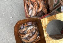 محافظ أسيوط: ضبط 250 كجم أسماك فاسدة خلال حملات العيد