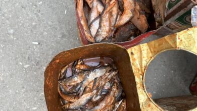 محافظ أسيوط: ضبط 250 كجم أسماك فاسدة خلال حملات العيد