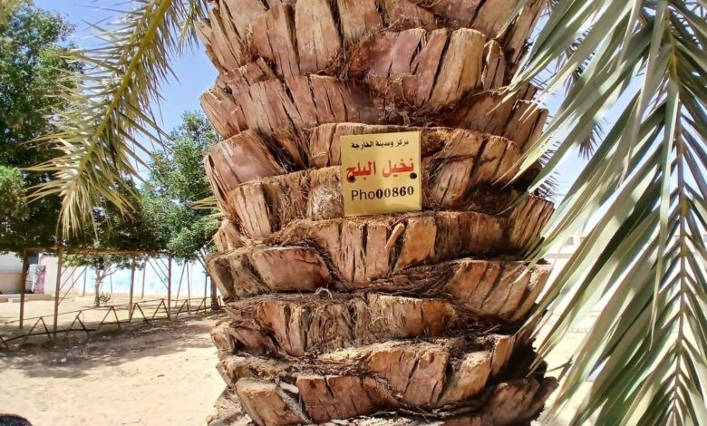 بدء تكويد أشجار الوادي الجديد ضمن مبادرة 100 مليون شجرة لتعزيز الاستدامة