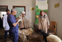 محافظ أسيوط: علاج 2328 حالة عبر قوافل بيطرية مجانية بالقرى خلال أسبوع